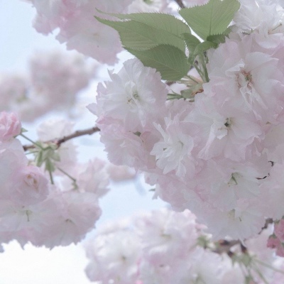 铜仁福瑞交流群